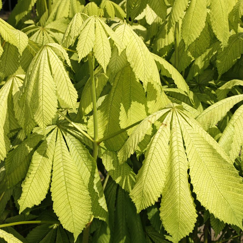 Aesculus hippocastanum Memmingeri - Marronnier commun (Feuillage)