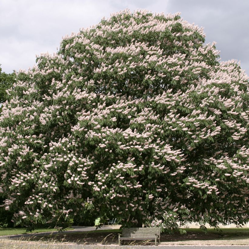 Aesculus indica Sydney Pearce - Marronnier de l'Himalaya (Port)