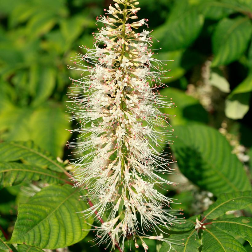 Aesculus parviflora - Pavier blanc (Floraison)