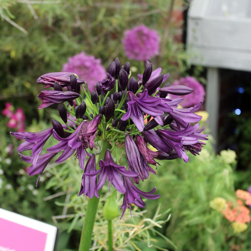 Agapanthe Black Jack (Floraison)