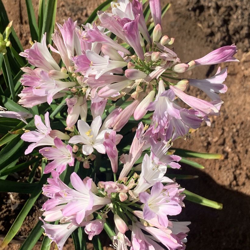 Agapanthe Blush Pink (Floraison)