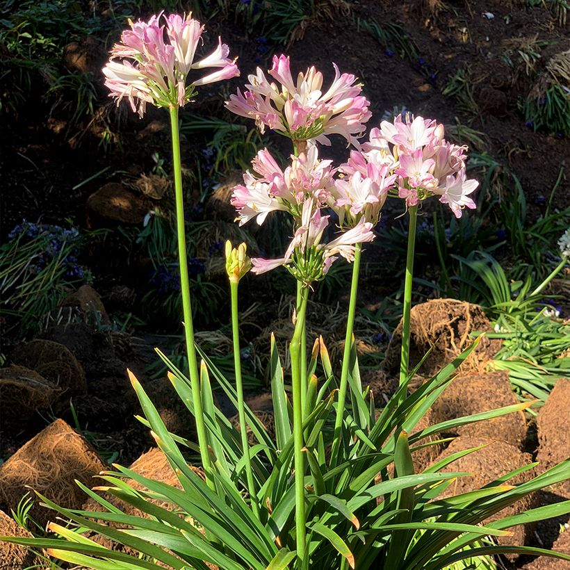 Agapanthe Blush Pink (Port)