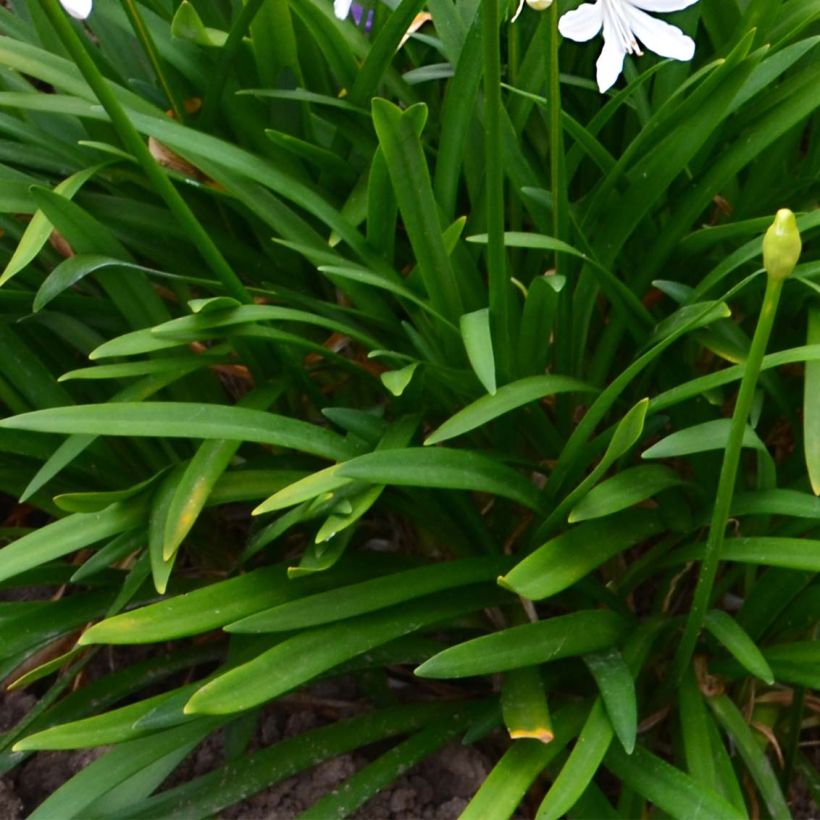 Agapanthe Pitchoune White (Feuillage)