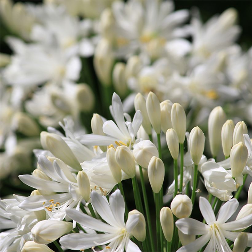 Agapanthe africanus (umbellatus) Albus (Floraison)