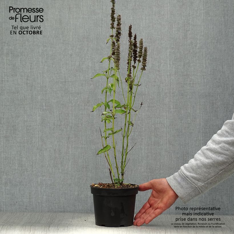 Spécimen de Agastache Blue Fortune en pot de 2L/3L tel que livré en automne