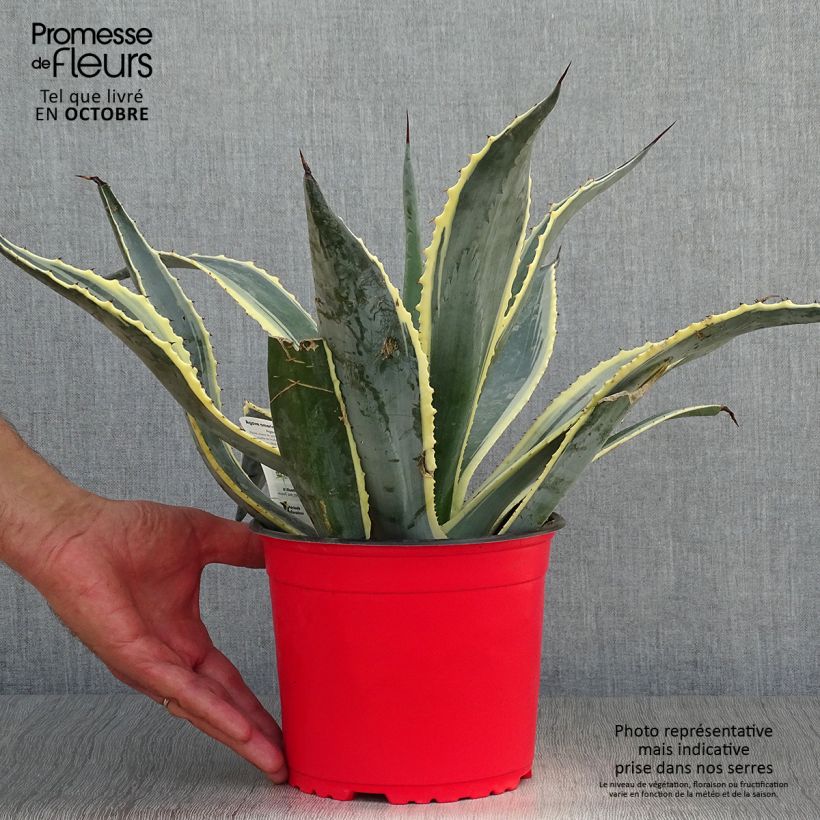 Spécimen de Agave americana Variegata - Agave d'Amérique pot de 2/3L tel que livré en automne