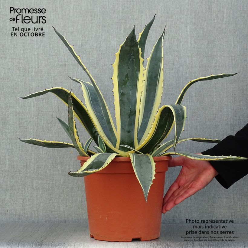 Spécimen de Agave americana Variegata - Agave d'Amérique pot de 7,5L/10L tel que livré en automne