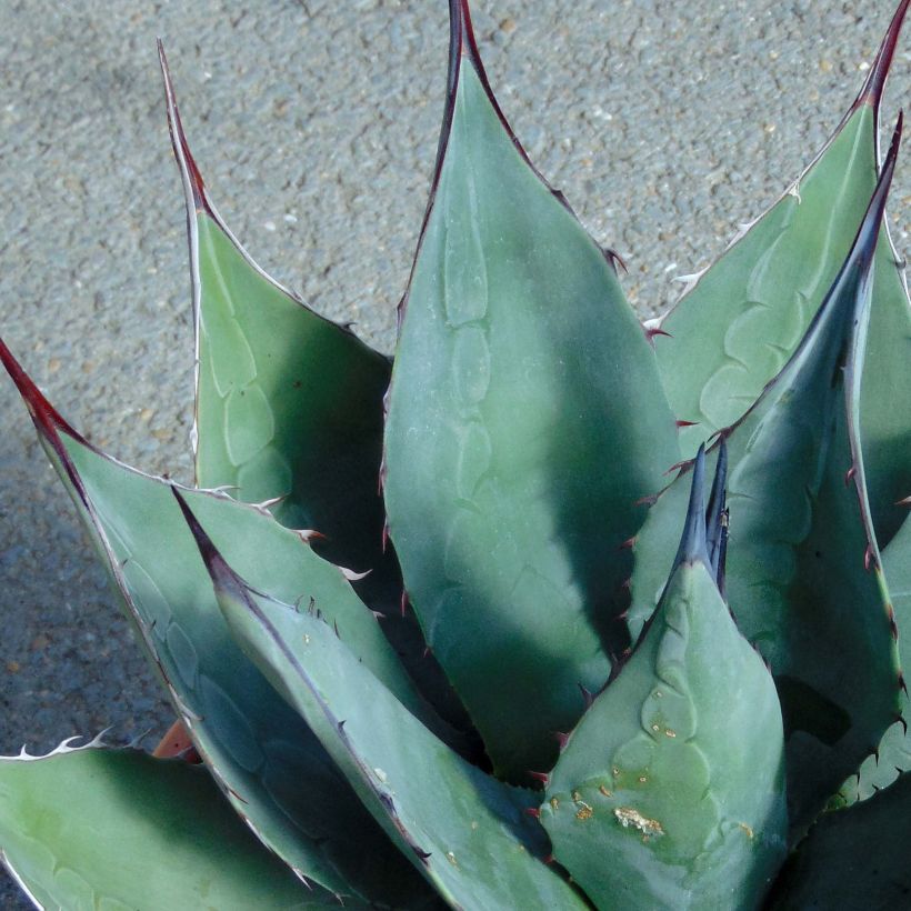 Agave Havardiana - Vivace Très Rustique, En Forme De Rosette Succulente ...