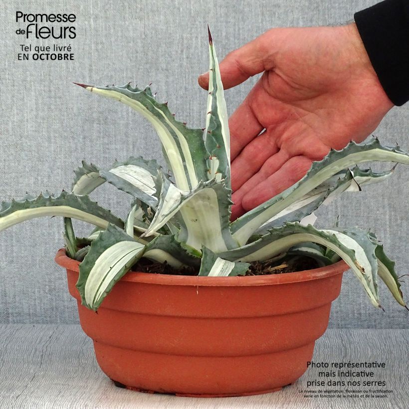 Spécimen de Agave mediopicta Alba - Agave d'Amérique pot de 3L tel que livré en automne