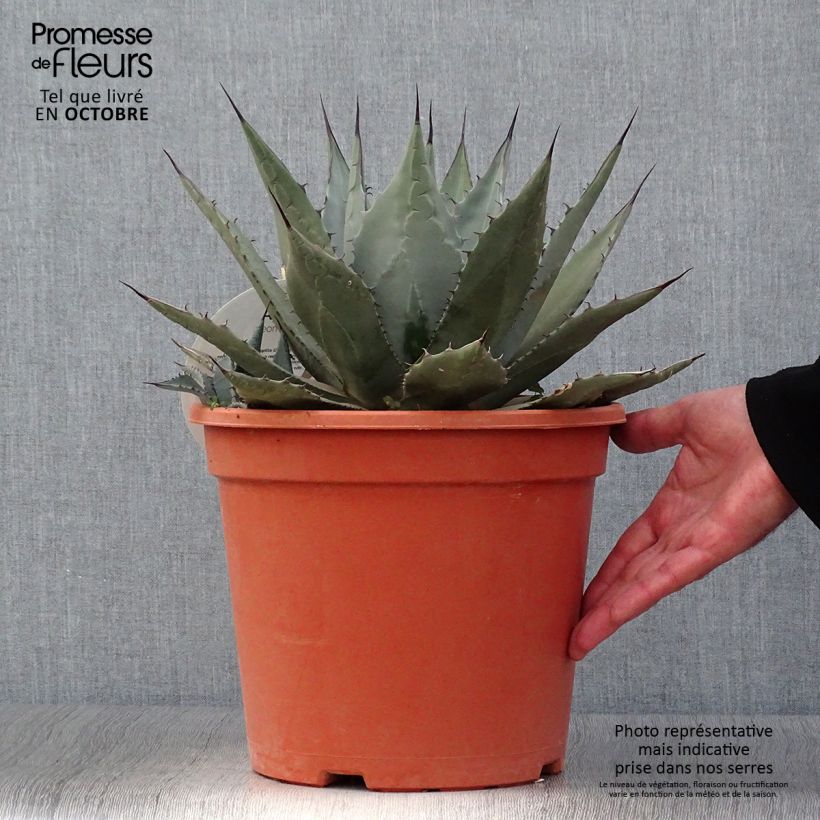 Spécimen de Agave parryi neomexicana Pot de 7,5L/10L tel que livré en automne