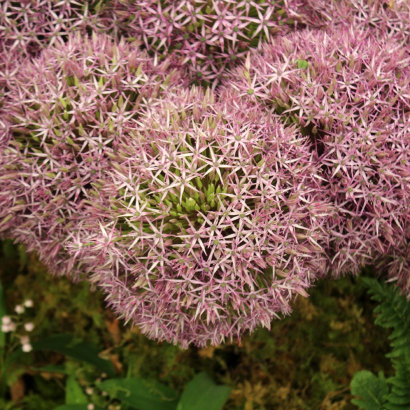 Ail d'ornement - Allium Universe (Floraison)