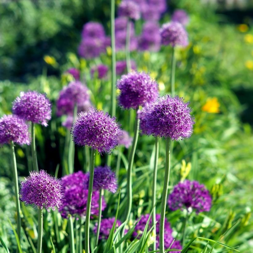 Ail d'ornement - Allium aflatunense Purple Sensation (Port)