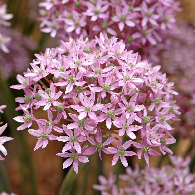 Ail d'ornement - Allium nigrum Pink Jewel (Floraison)