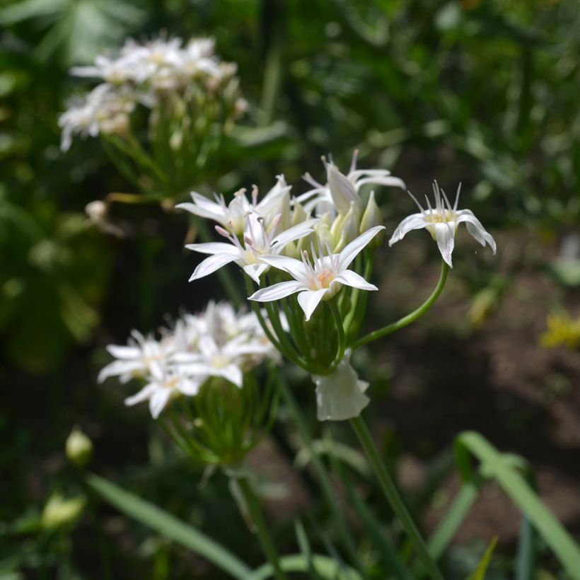 Ail d'ornement - Allium plummerae (Floraison)