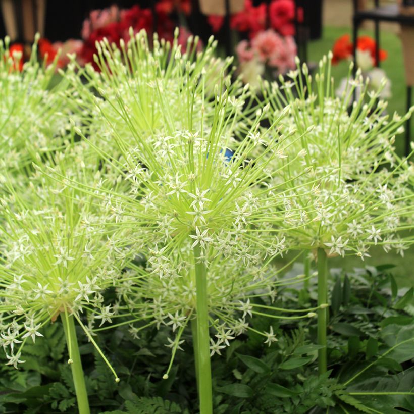 Ail d'ornement - Allium schubertii Arctic Snow (Floraison)