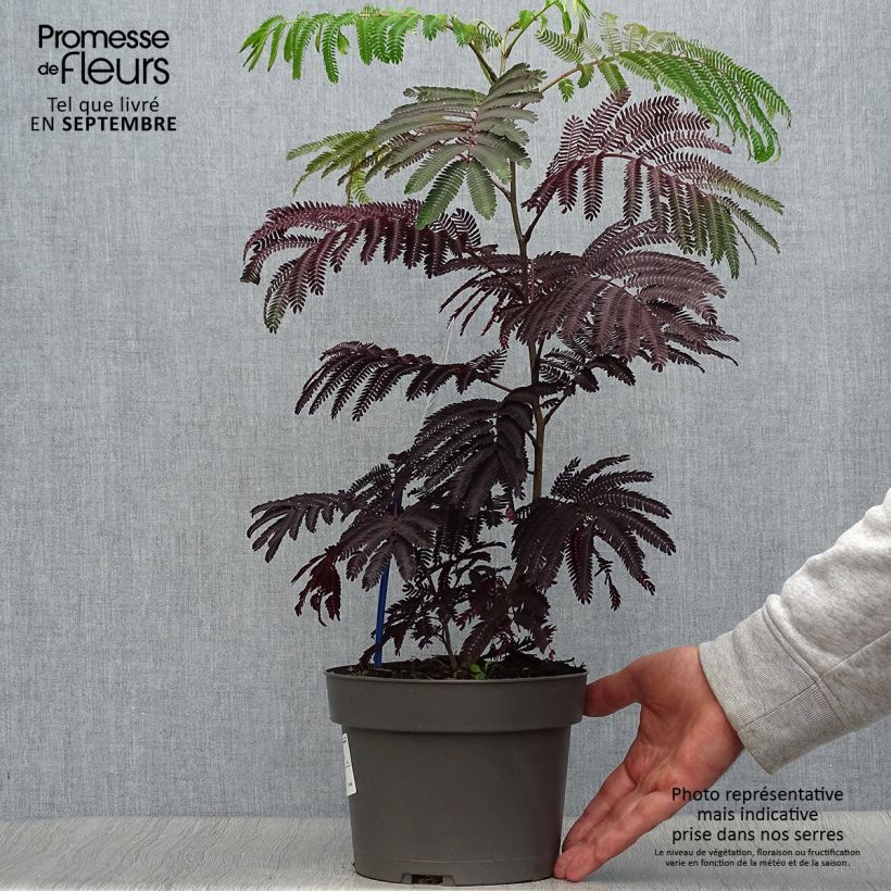 Spécimen de Albizia julibrissin Summer Chocolate en pot de 3/4L tel que livré en automne