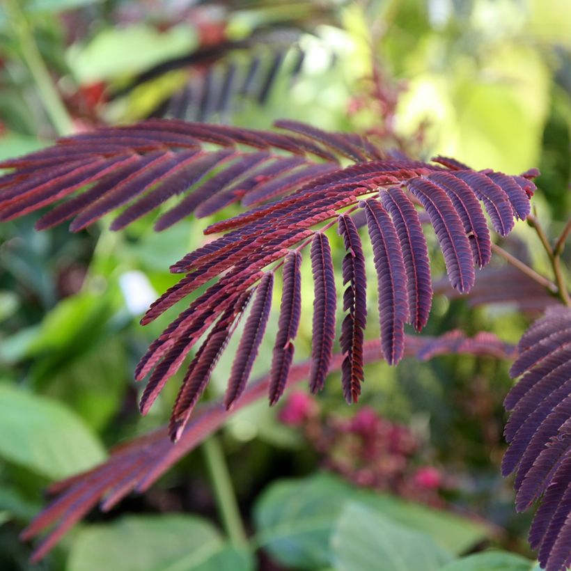 Albizia julibrissin Evey's Pride - Arbre de soie (Feuillage)