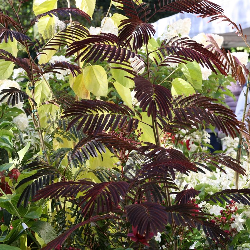 Albizia julibrissin Evey's Pride - Arbre de soie (Port)