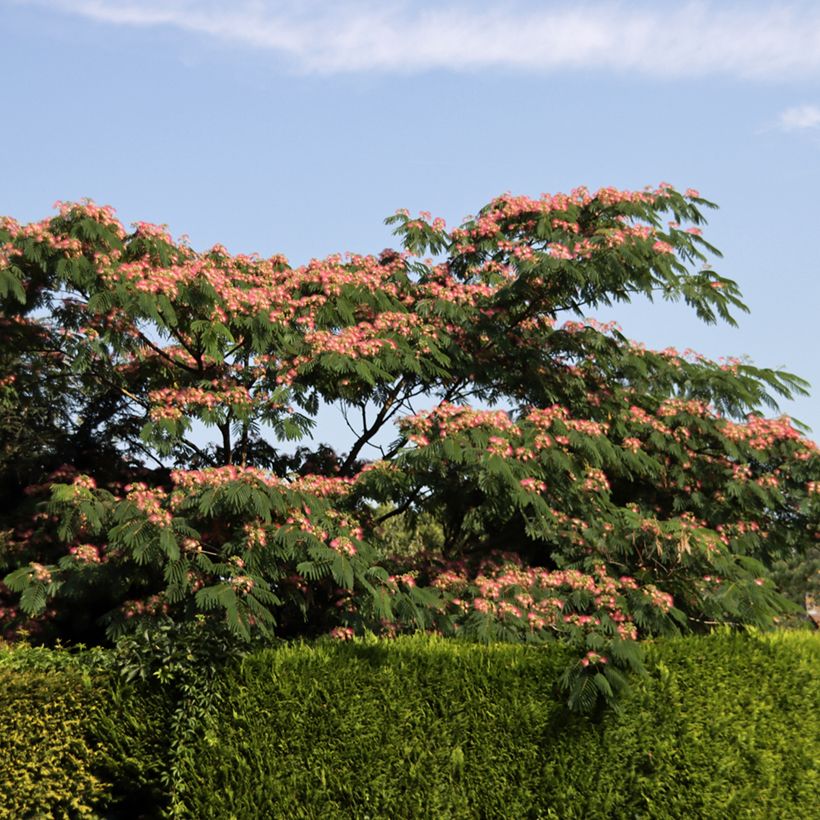 Albizia julibrissin Ombrella - Arbre à soie (Port)