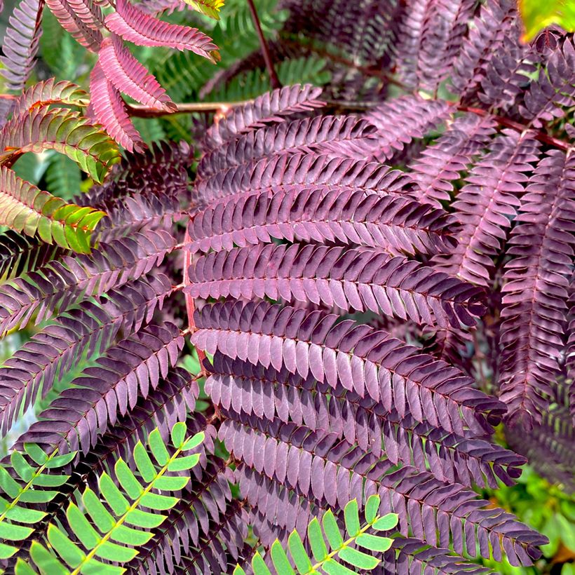 Albizia julibrissin Summer Chocolate - Arbre à soie (Feuillage)