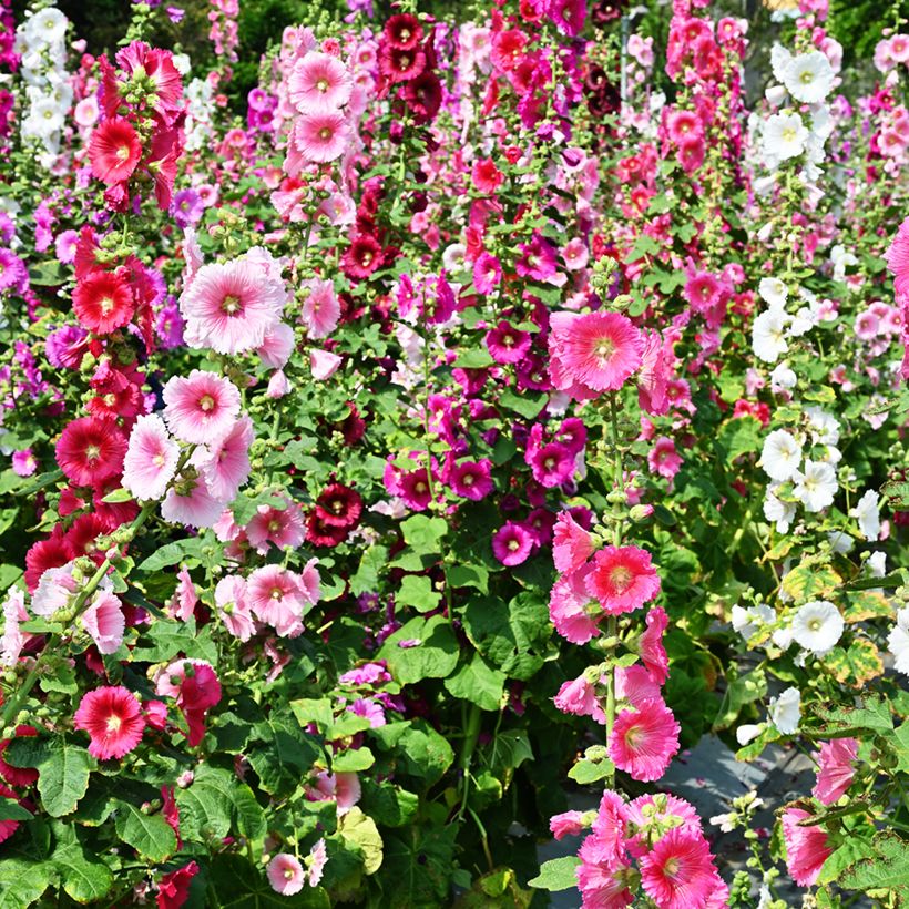 Alcea rosea Simplex - Rose Trémière en mélange (Floraison)