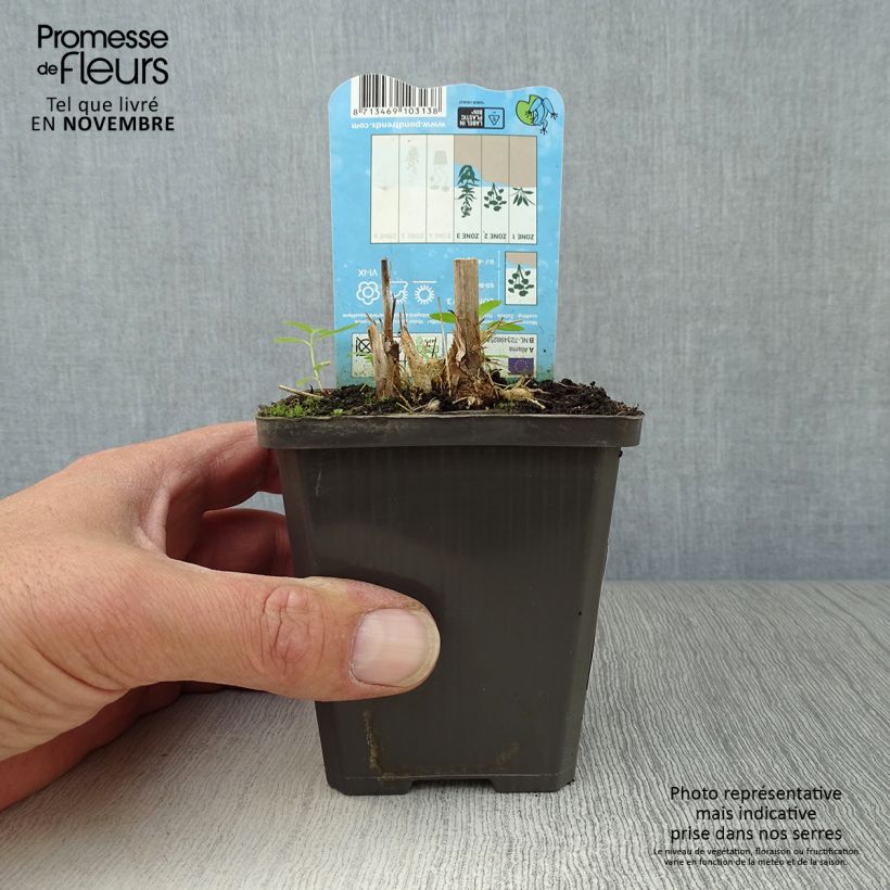 Spécimen de Alisma parviflora - Plantain d'eau Godet de 9cm tel que livré en automne