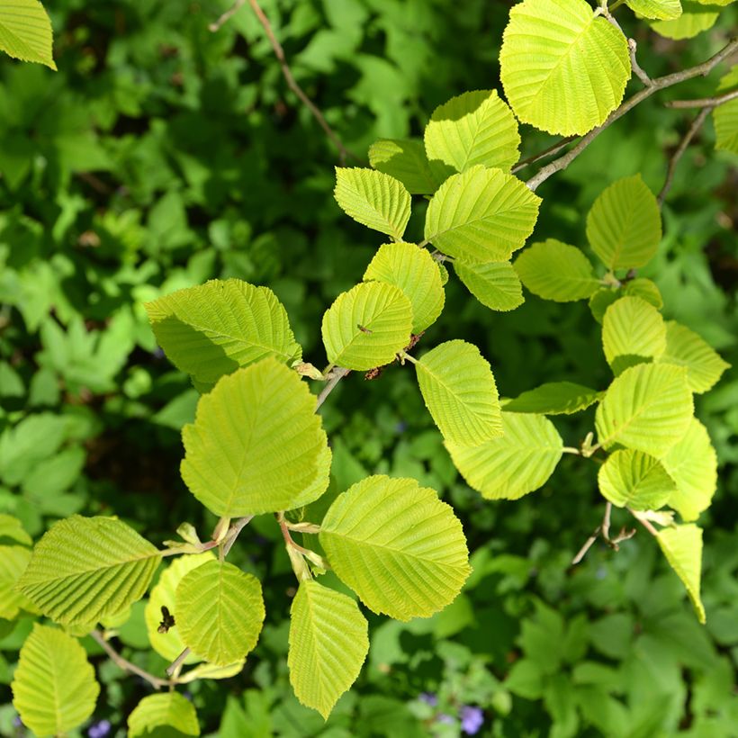 Aulne glutineux - Alnus glutinosa Aurea (Feuillage)