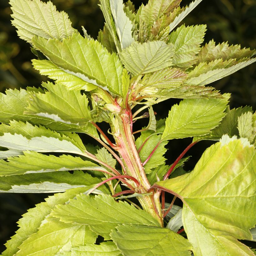 Aulne blanc - Alnus incana Monstrosa (Feuillage)