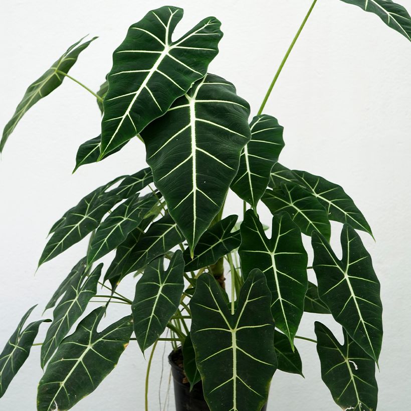 Alocasia Frydek - Oreille d'éléphant (Port)