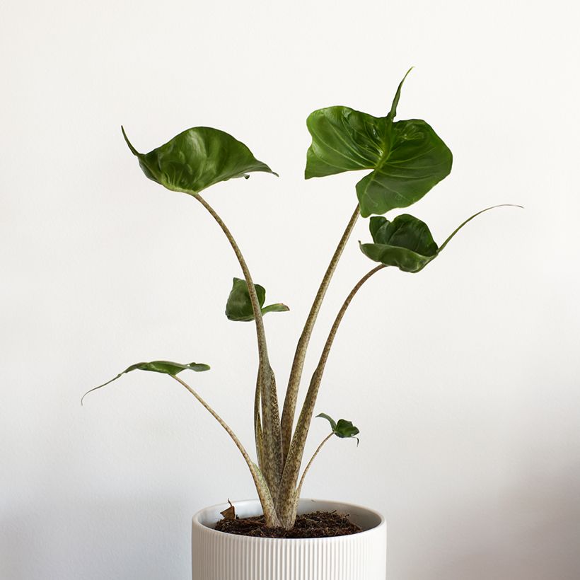 Alocasia Stingray - Oreille d'éléphant (Port)