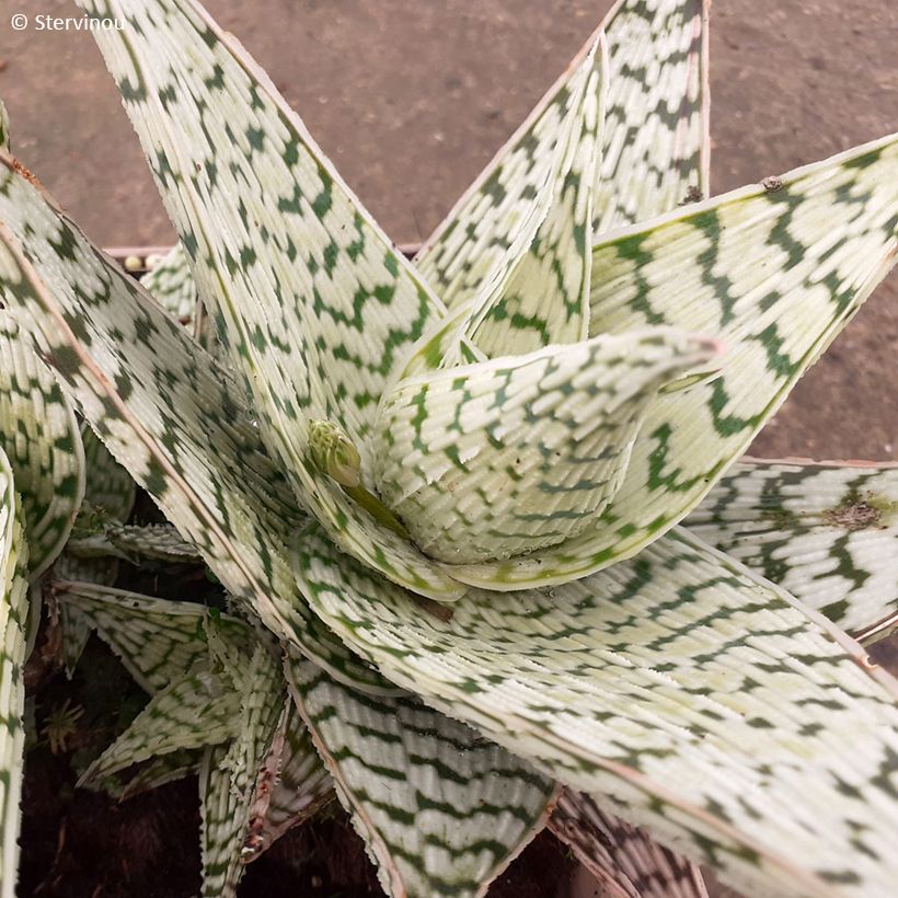 Aloe Delta Lights (Feuillage)