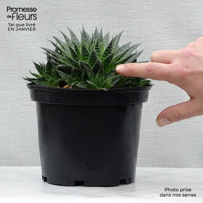 Spécimen de Aloe aristata - Aloe nain Pot de 2L/3L tel que livré en hiver