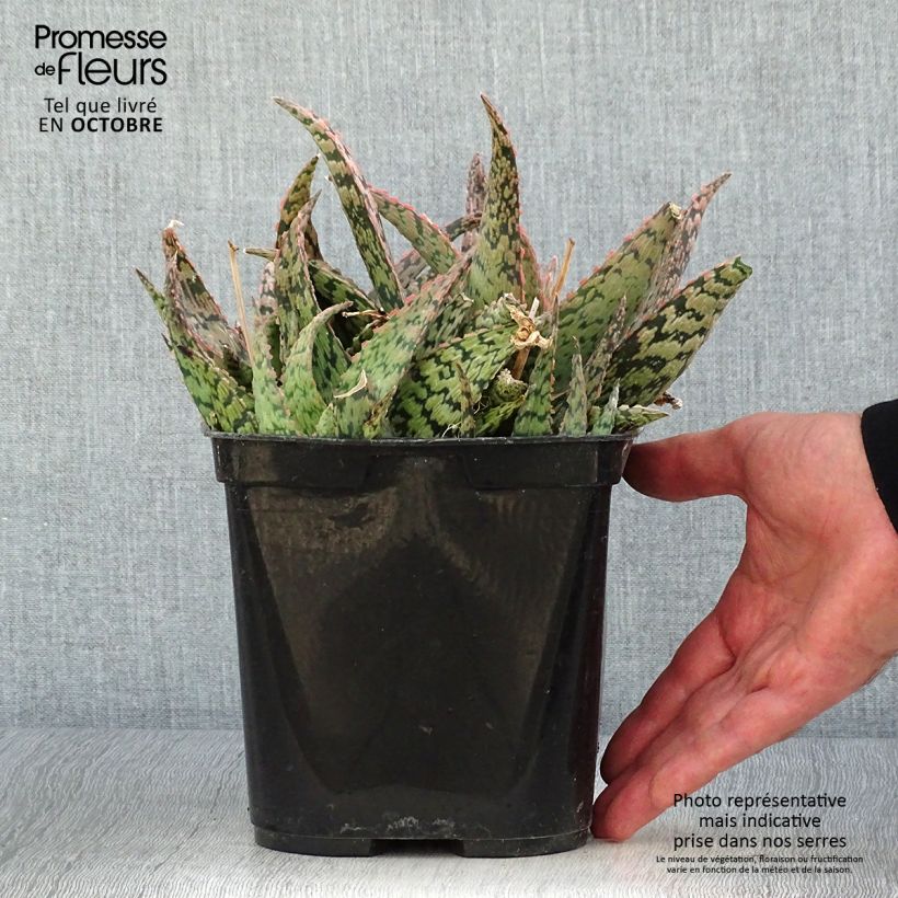 Spécimen de Aloe rauhii Cleopatra - Aloès Snowflake Pot de 3L tel que livré en automne