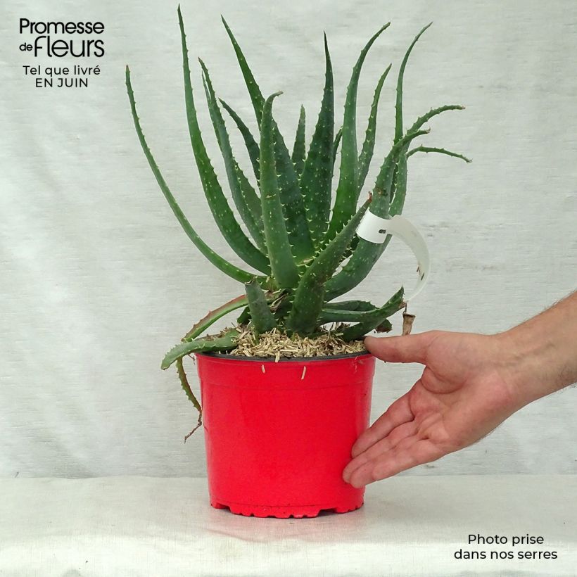 Spécimen de Aloe spinosissima - Aloès tel que livré en été