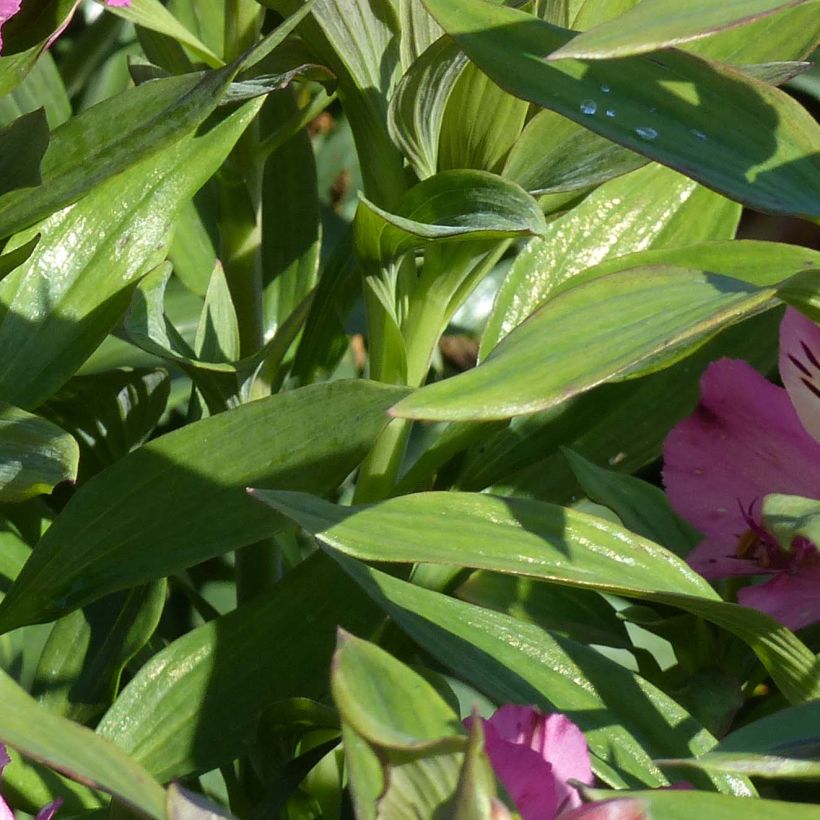 Alstroemeria Garden Summer Saint - Lis des Incas (Feuillage)