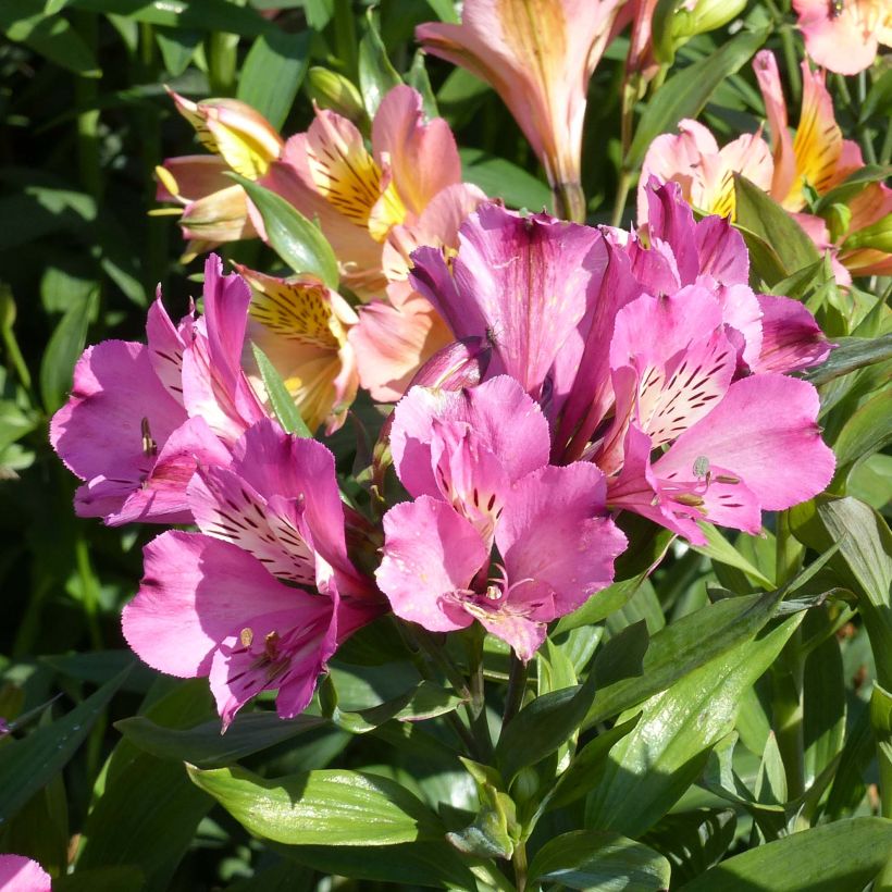 Alstroemeria Garden Summer Saint - Lis des Incas (Floraison)