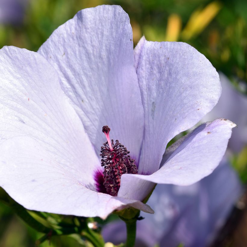 Alyogyne cuneiformis - Hibiscus d'Australie (Floraison)