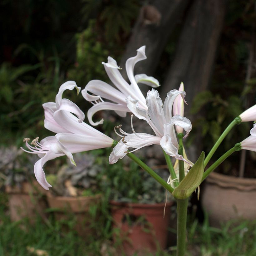 Amarine belladiva Emanuelle - Nérine hybride (Floraison)