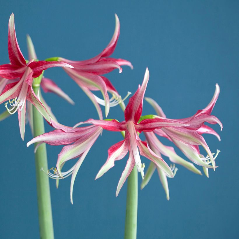 Amaryllis Quito - HIppeastrum Cybister (Floraison)