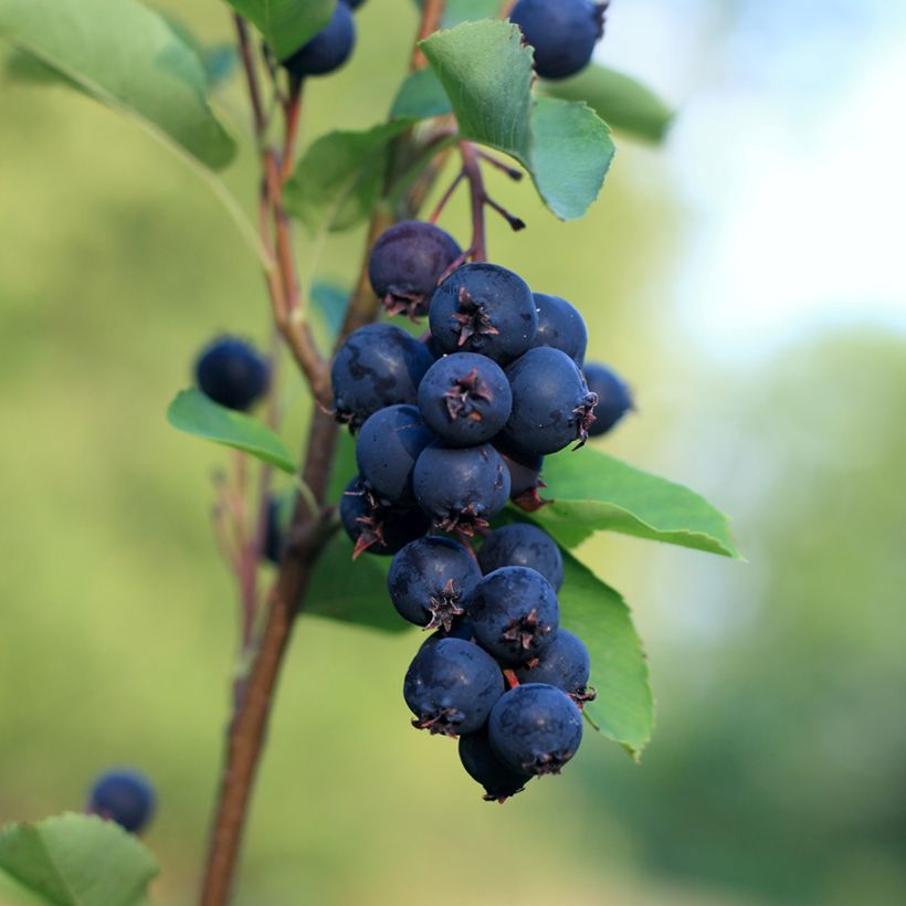 Amelanchier Smoky (Récolte)