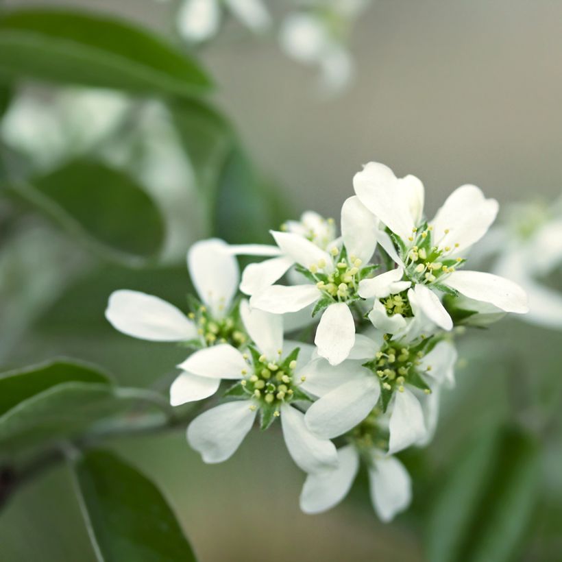 Amelanchier Thiessen (Floraison)