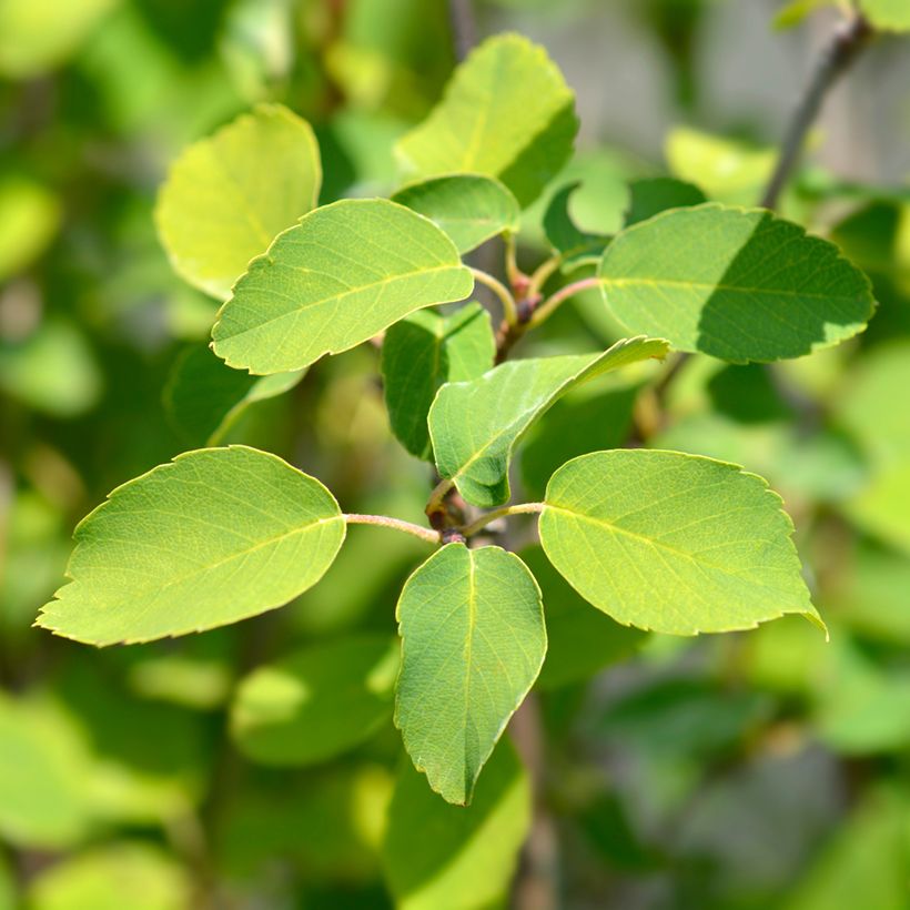 Amelanchier alnifolia Obelisk (Feuillage)