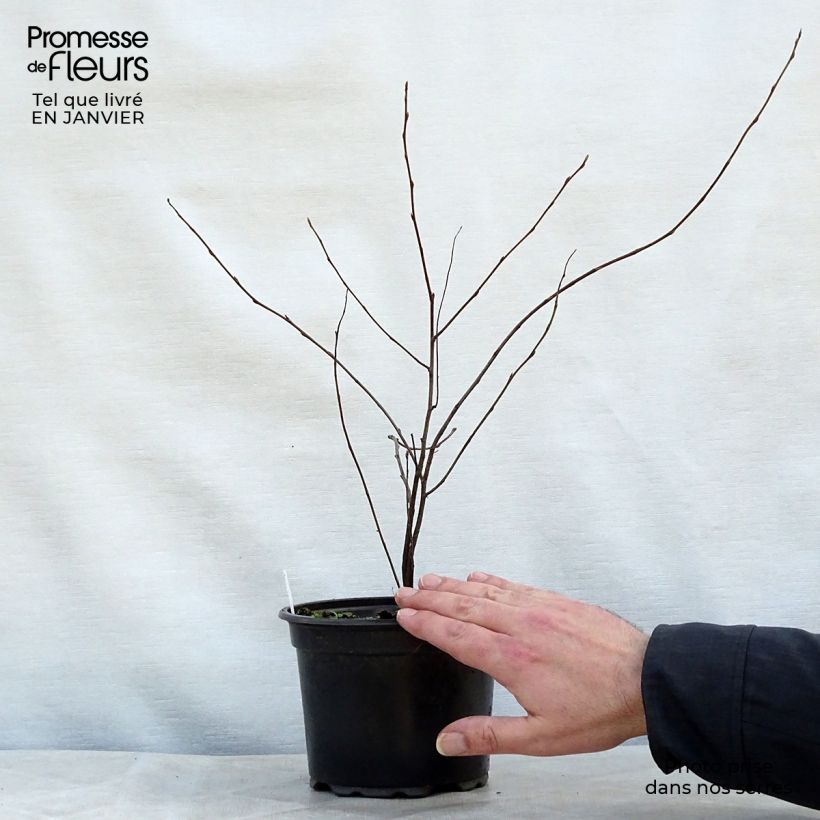 Spécimen de Amelanchier lamarckii en pot de 3L/4L tel que livré en hiver