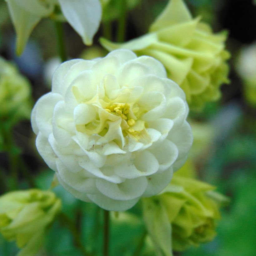 Ancolie double Winky White and White (Floraison)