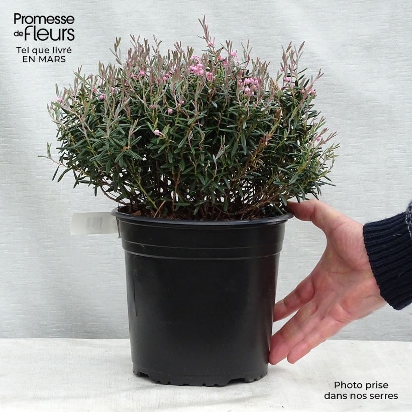 Spécimen de Andromède à feuilles de Podium - Andromeda polifolia Blue Lagoon Pot de 3L/4L tel que livré en hiver