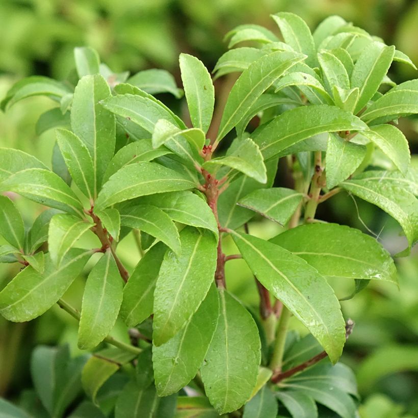 Andromède du Japon - Pieris Bonfire (Feuillage)