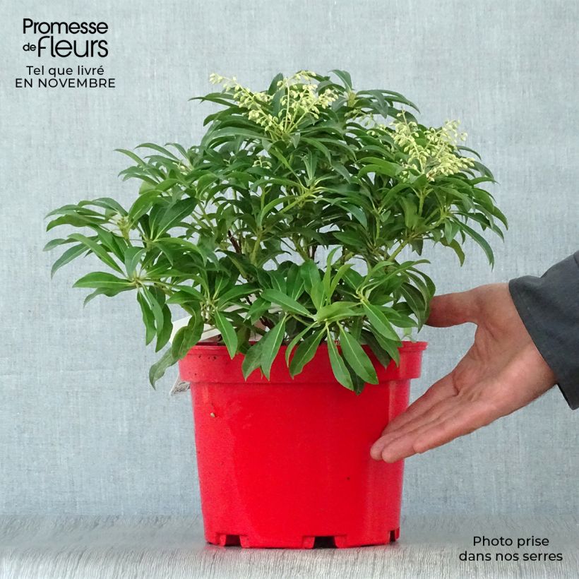 Spécimen de Andromède du Japon - Pieris Forest Flame en pot de 2L/3L tel que livré en automne