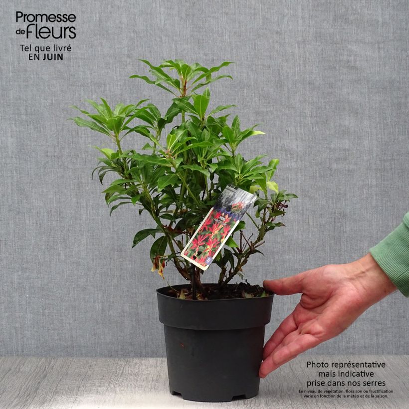 Spécimen de Andromède du Japon - Pieris japonica Forest Flame tel que livré en été