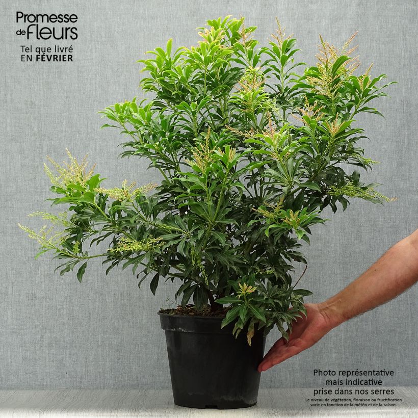 Spécimen de Andromède du Japon - Pieris Forest Flame en pot de 6L/7L. tel que livré en automne