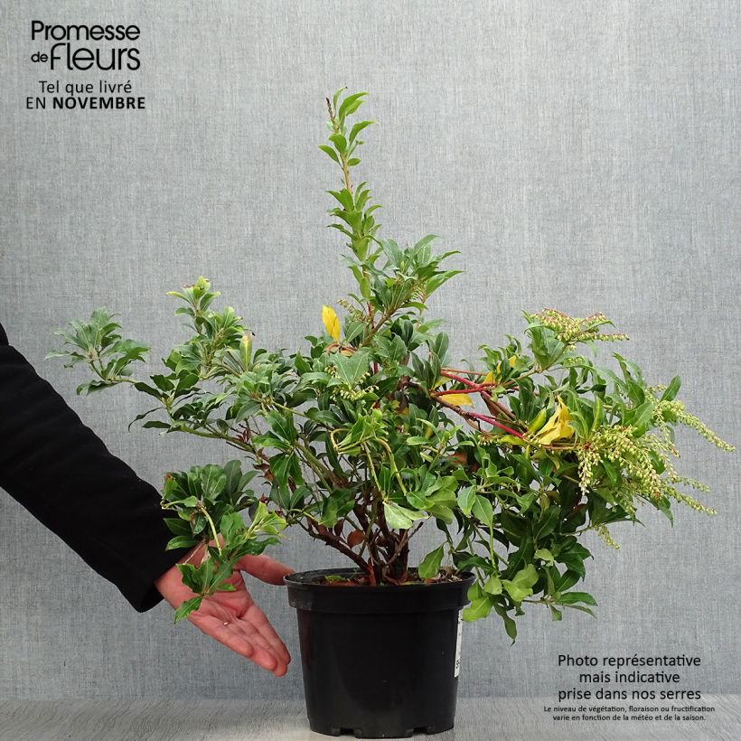 Spécimen de Andromède du Japon - Pieris Japonica Mountain Fire tel que livré en automne